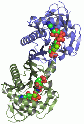 Image Asym./Biol. Unit - manually