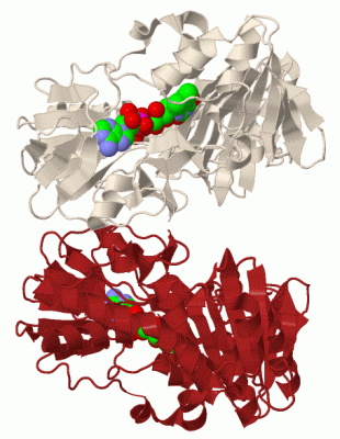 Image Biol.Unit 1 - manually