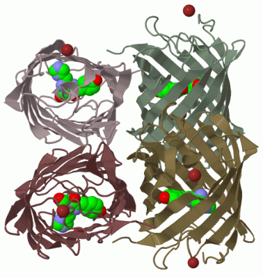 Image Biol.Unit 1 - manually