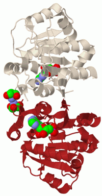 Image Biol.Unit 1 - manually