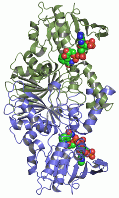 Image Asym./Biol. Unit - manually