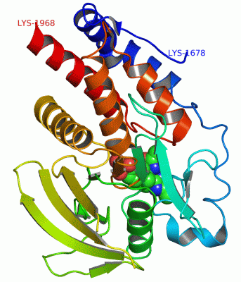 Image Asym./Biol. Unit - manually