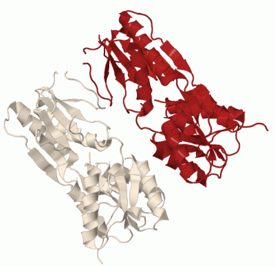 Image Biol.Unit 1 - manually