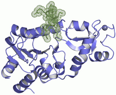 Image Asym./Biol. Unit - manually