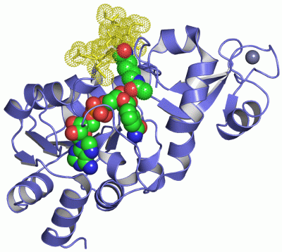 Image Asym./Biol. Unit - manually