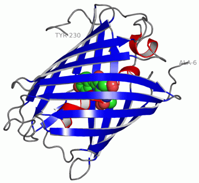 Image Asym./Biol. Unit - manually