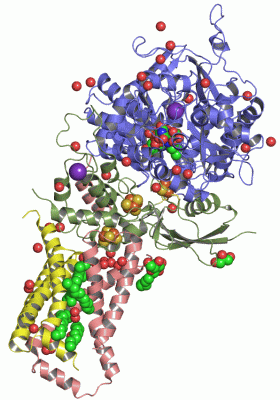 Image Asym./Biol. Unit - manually