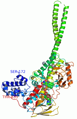 Image Asym./Biol. Unit - manually