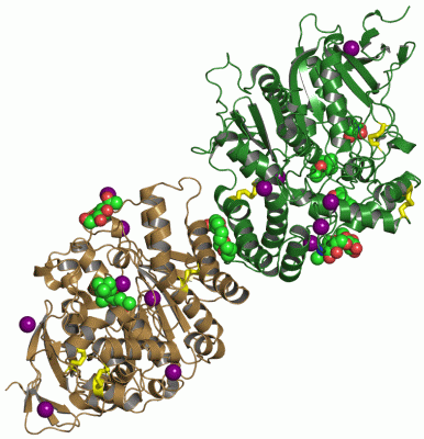 Image Asym./Biol. Unit - manually