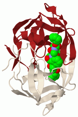 Image Biol.Unit 1 - manually