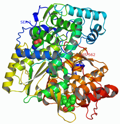 Image Asym./Biol. Unit - manually