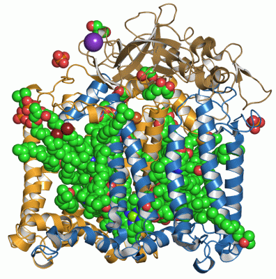 Image Asym./Biol. Unit - manually