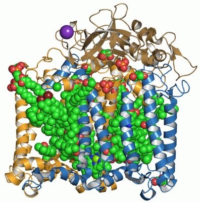 Image Asym./Biol. Unit - manually