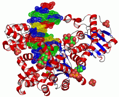 Image Asym./Biol. Unit - manually