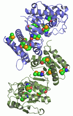 Image Asym./Biol. Unit - manually