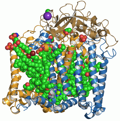 Image Asym./Biol. Unit - manually