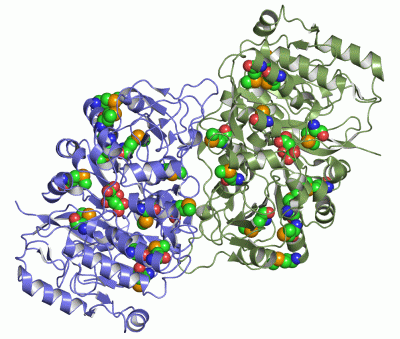 Image Asym./Biol. Unit - manually