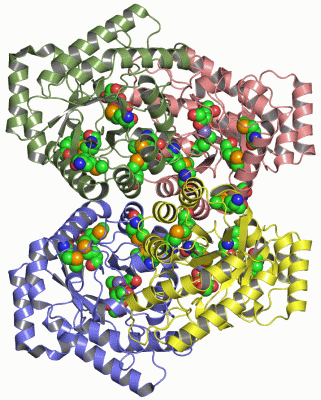 Image Asym./Biol. Unit - manually