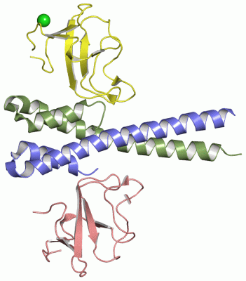 Image Asym./Biol. Unit - manually