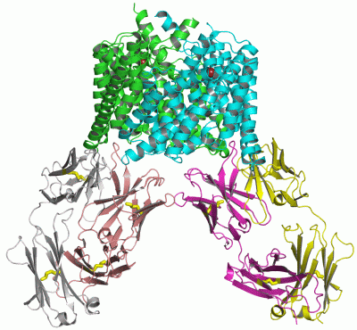 Image Asym./Biol. Unit - manually