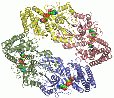 Image Asym./Biol. Unit - manually