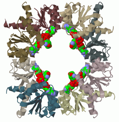 Image Biol.Unit 1 - manually