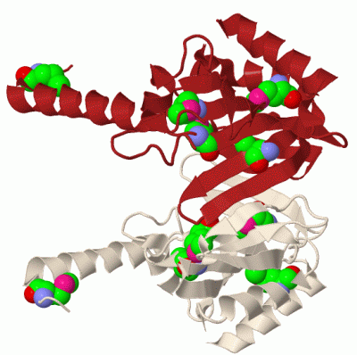 Image Biol.Unit 1 - manually