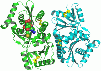 Image Asym./Biol. Unit - manually