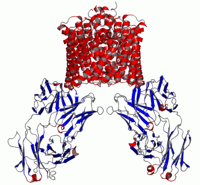 Image Asym./Biol. Unit - manually