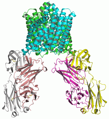 Image Asym./Biol. Unit - manually