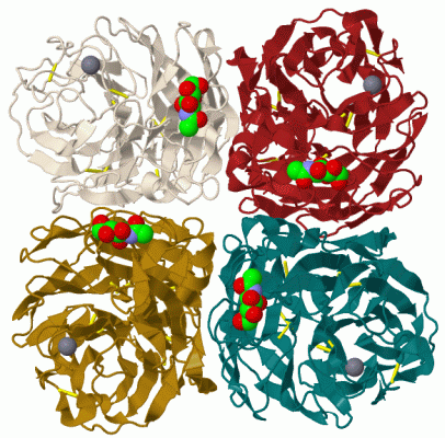 Image Biol.Unit 1 - manually