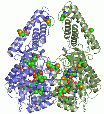 Image Asym./Biol. Unit - manually