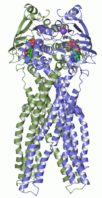 Image Asym./Biol. Unit - manually