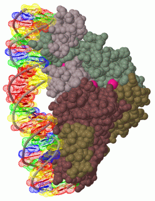 Image Biol.Unit 1 - manually