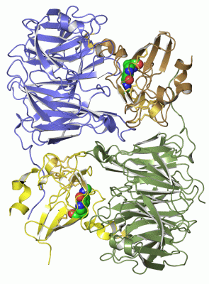 Image Asym./Biol. Unit - manually