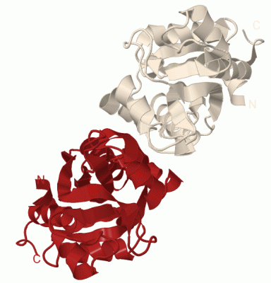 Image Biol.Unit 1 - manually