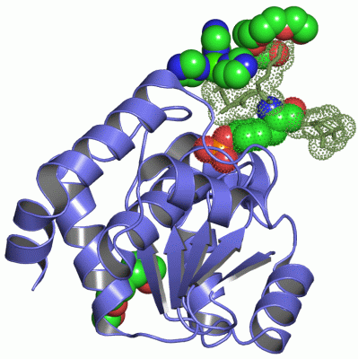 Image Asym./Biol. Unit - manually