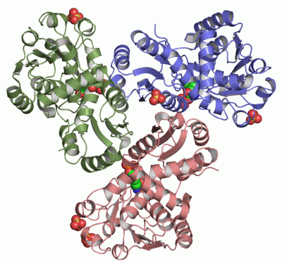 Image Asym./Biol. Unit - manually