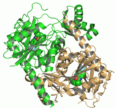 Image Asym./Biol. Unit - manually