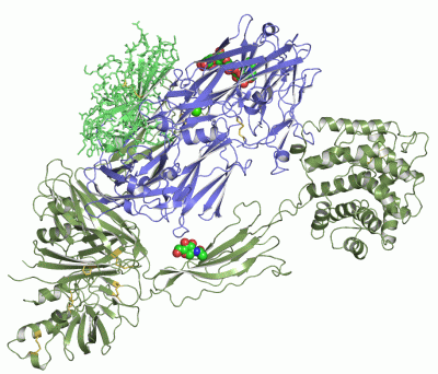 Image Asym./Biol. Unit - manually