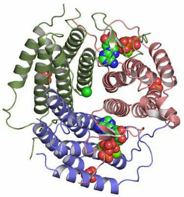 Image Asym./Biol. Unit - manually