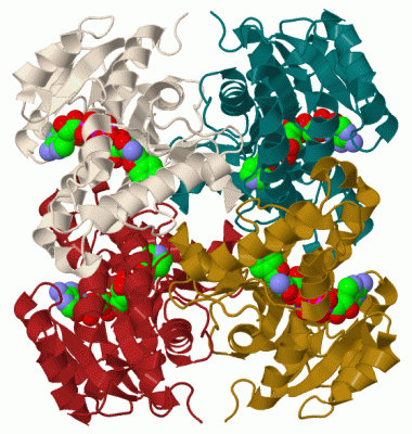 Image Biol.Unit 1 - manually