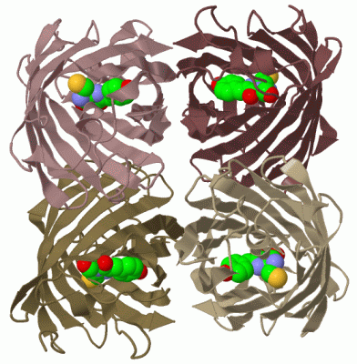 Image Biol.Unit 1 - manually