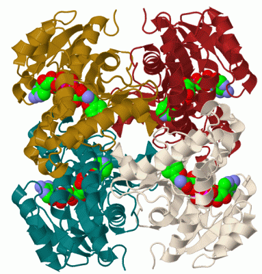 Image Biol.Unit 1 - manually