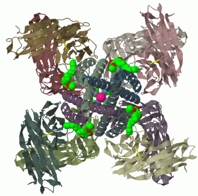 Image Biol.Unit 1 - manually