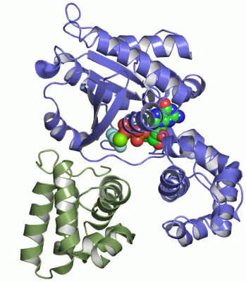 Image Asym./Biol. Unit - manually