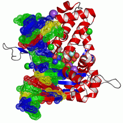 Image Asym./Biol. Unit - manually