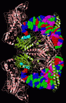 Image Biol.Unit 1 - manually