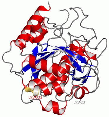 Image Asym./Biol. Unit - manually