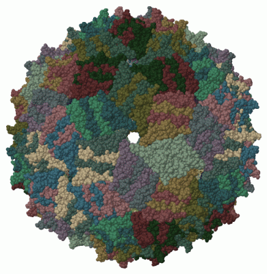 Image Biol.Unit 1 - manually